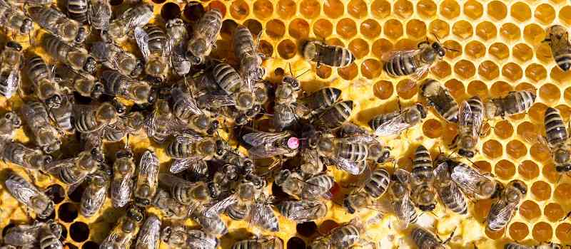 Deutschland droht ein Versorgungsengpass bei Honig wegen des Krieges in der Ukraine - mit einer Importquote von rund 18 % eines der wichtigsten Honigimportländer!